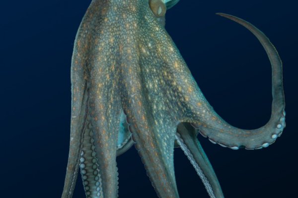 Kraken рабочая ссылка 2025